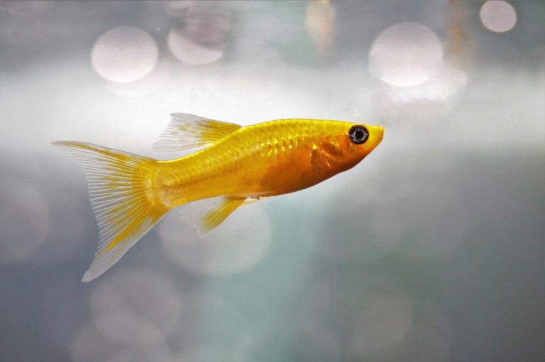 gold fish 1539721900