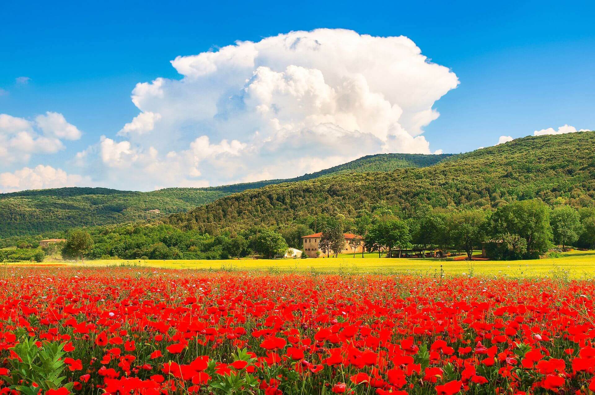Beautiful landscape with field of red poppy flowers and traditional farm house in Monteriggioni Tuscany Italy