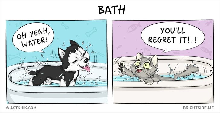 kupanje pas maca