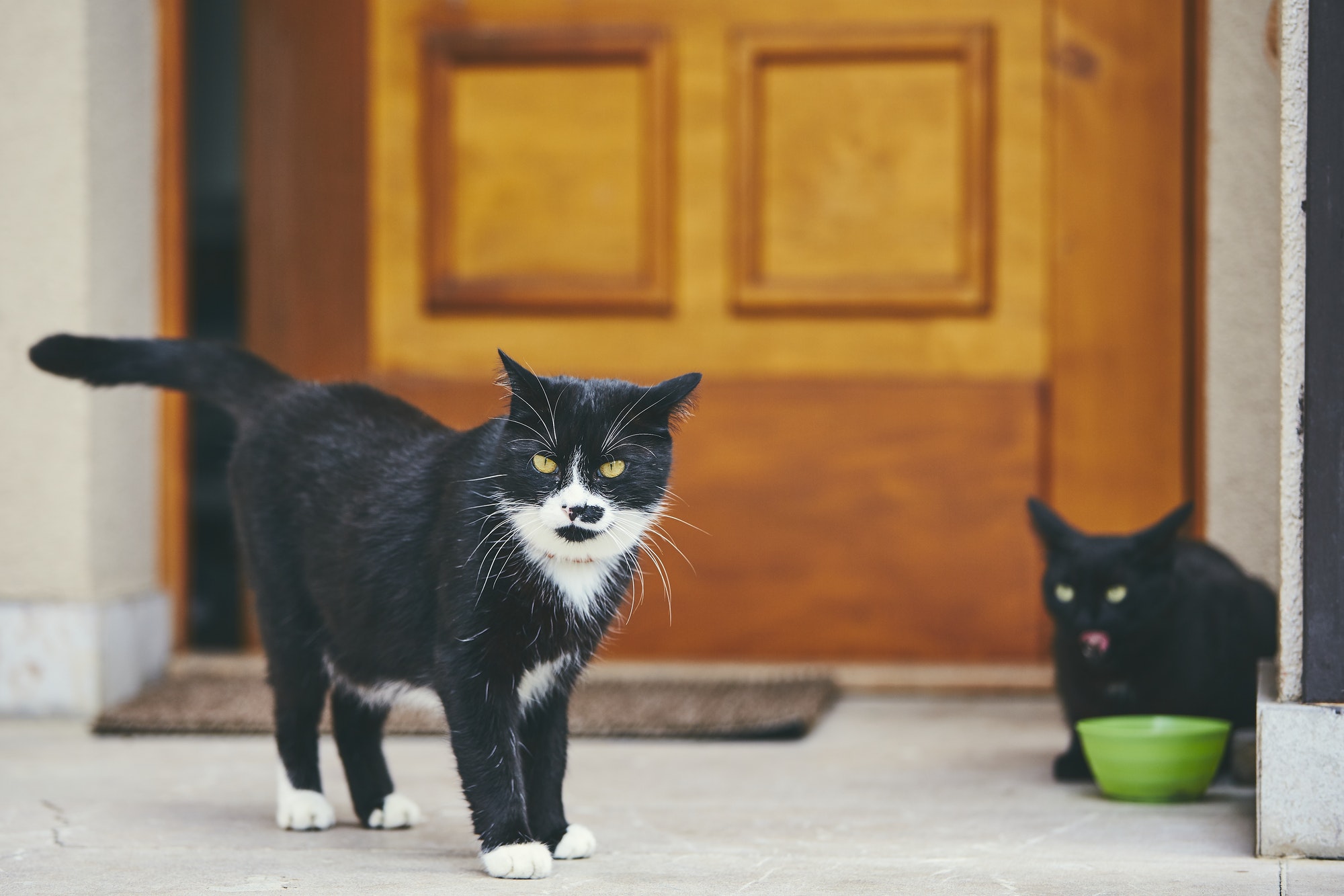 cats in front of door of house