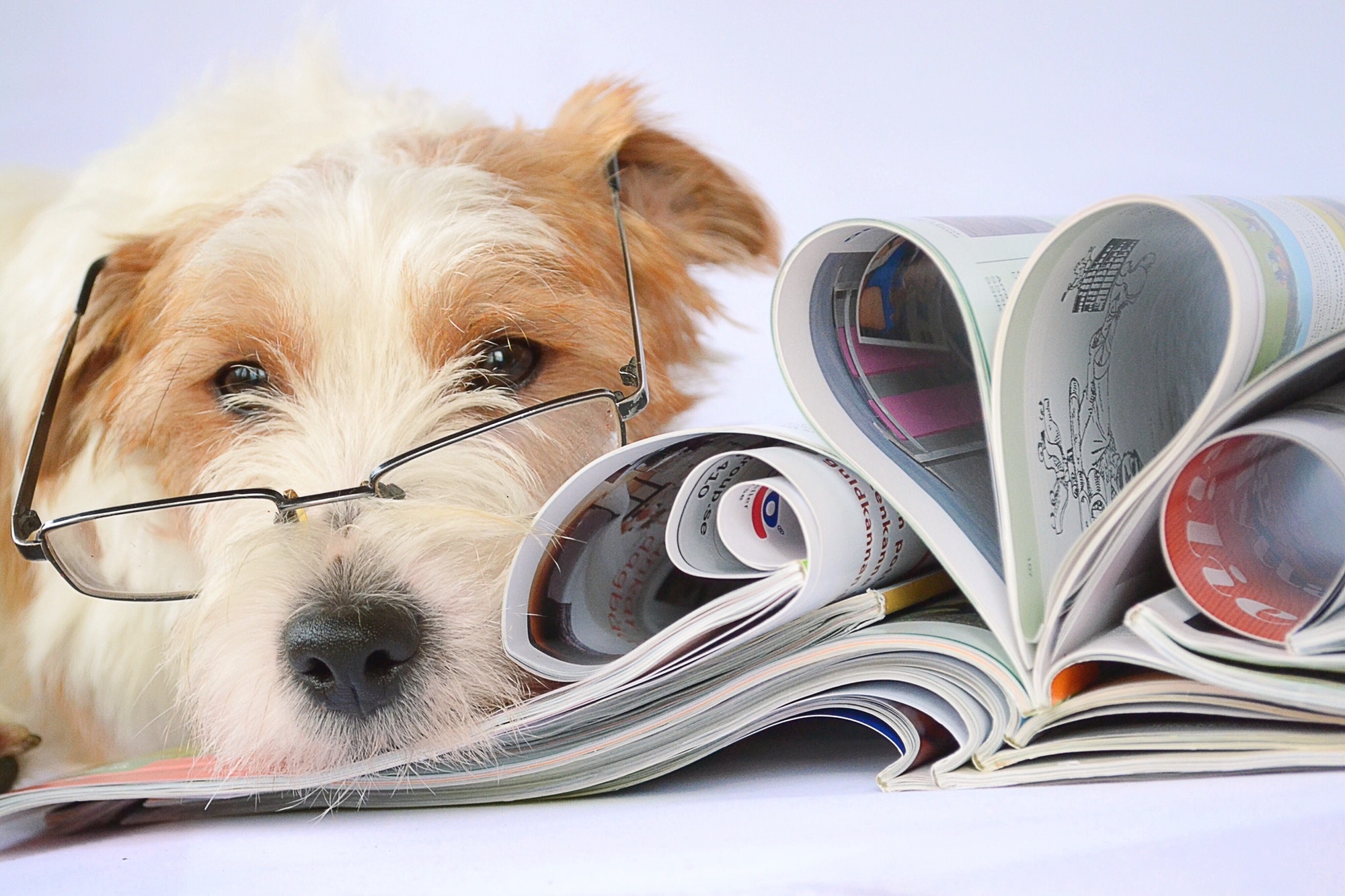wise dog with magazines