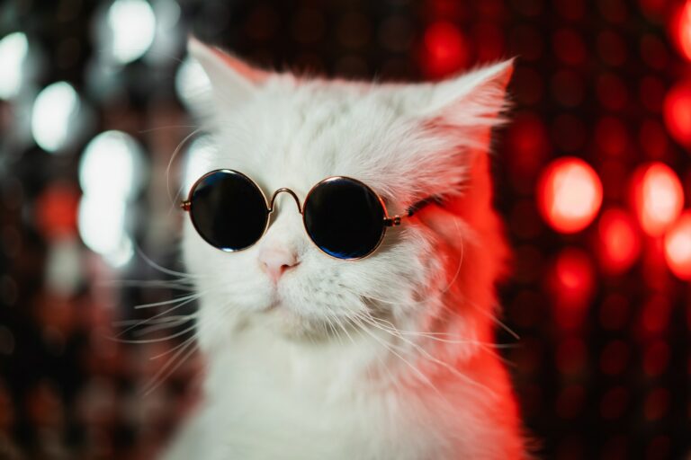 Portrait of disco furry cat in fashion eyeglasses on studio neon shining wall. Luxurious domestic ki