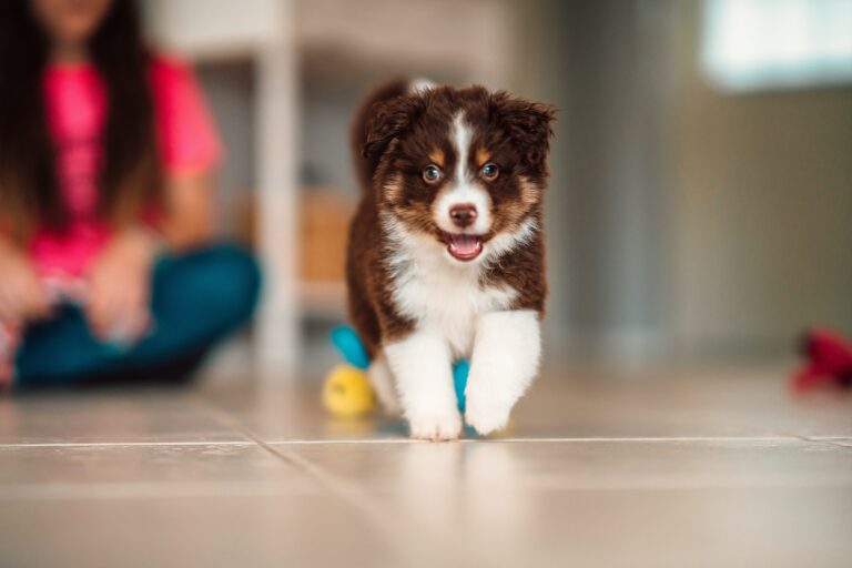 je pomsky priznata pasmina