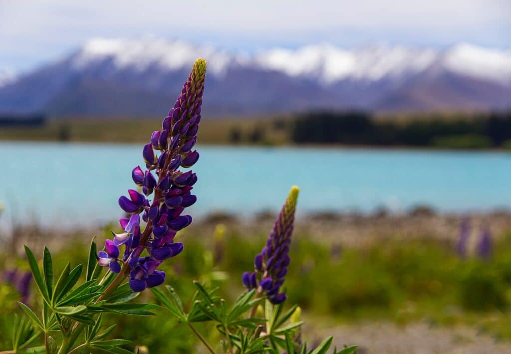 lupin flowers with the tekapo lake and snowy mountains at the background