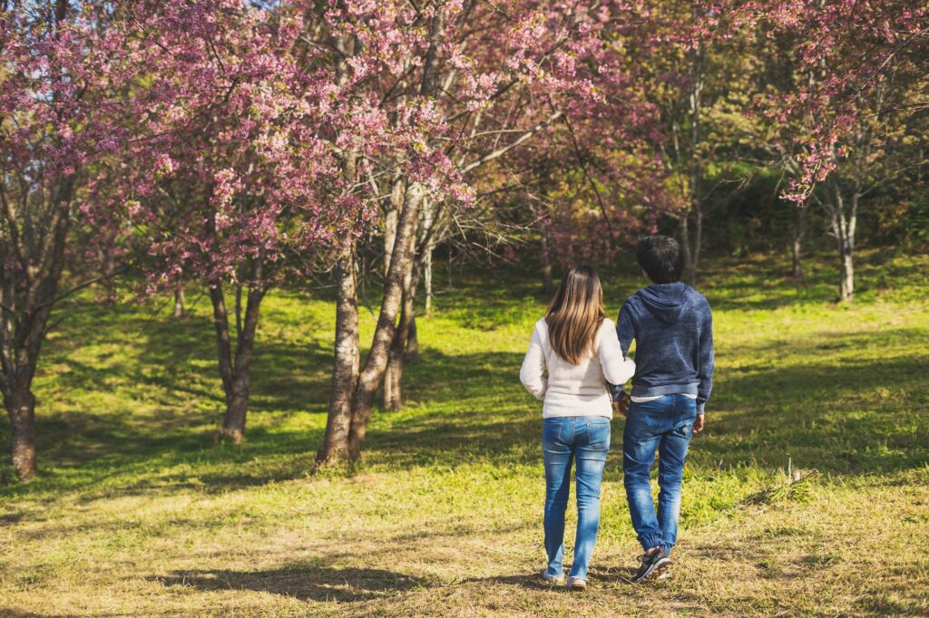 young couple walking in the park and looking cherry blossoms tree