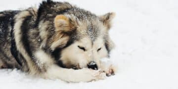 Dog playing with snow