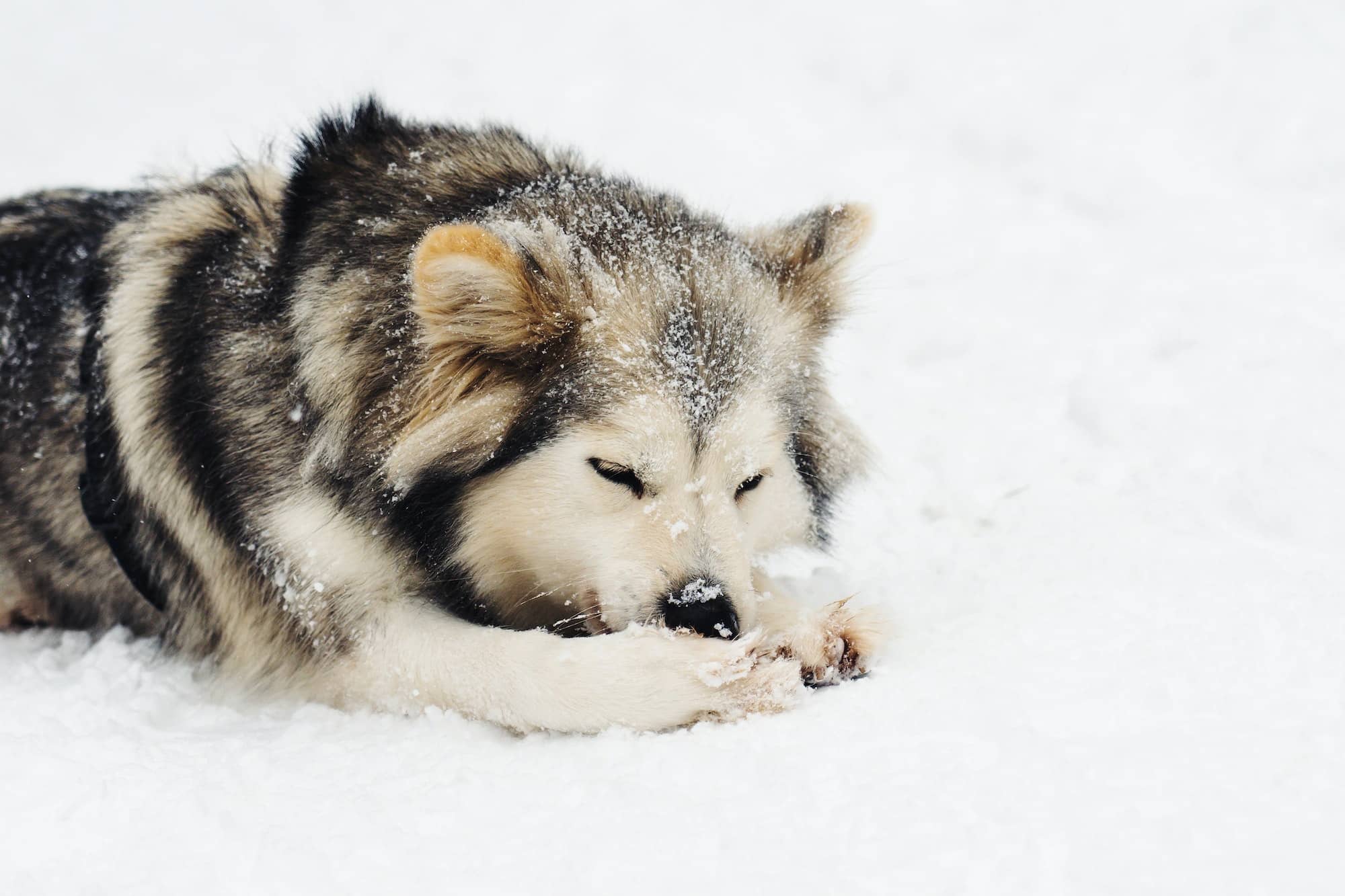 Dog playing with snow